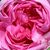 Roz - Trandafir centifolia - Bullata